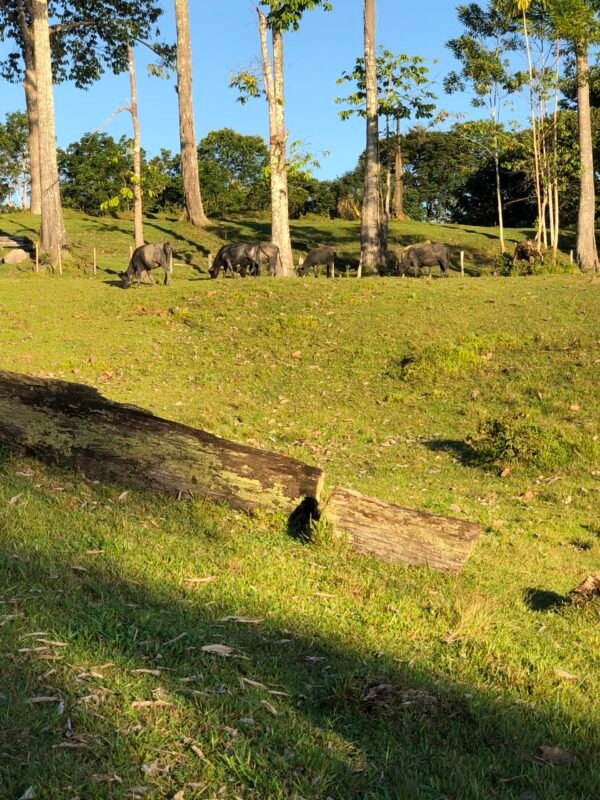 Water Buffalo Restoration